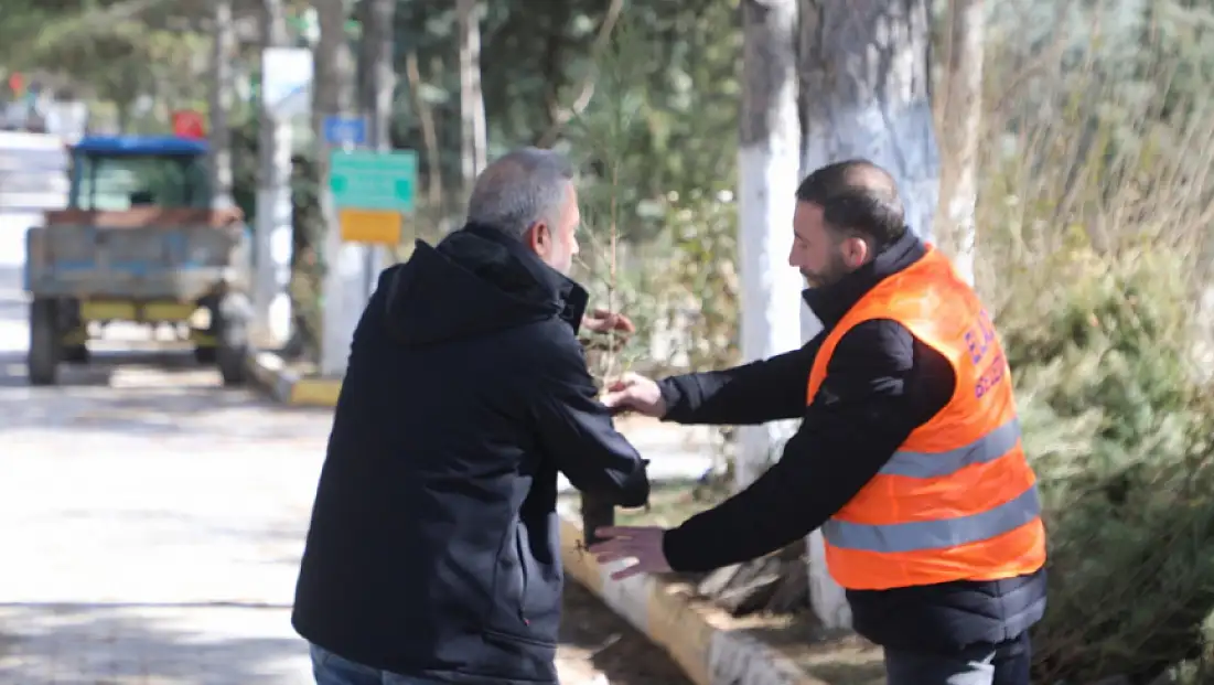 Elazığ Belediyesi'nden Vatandaşlara Ücretsiz Çam Fidanı