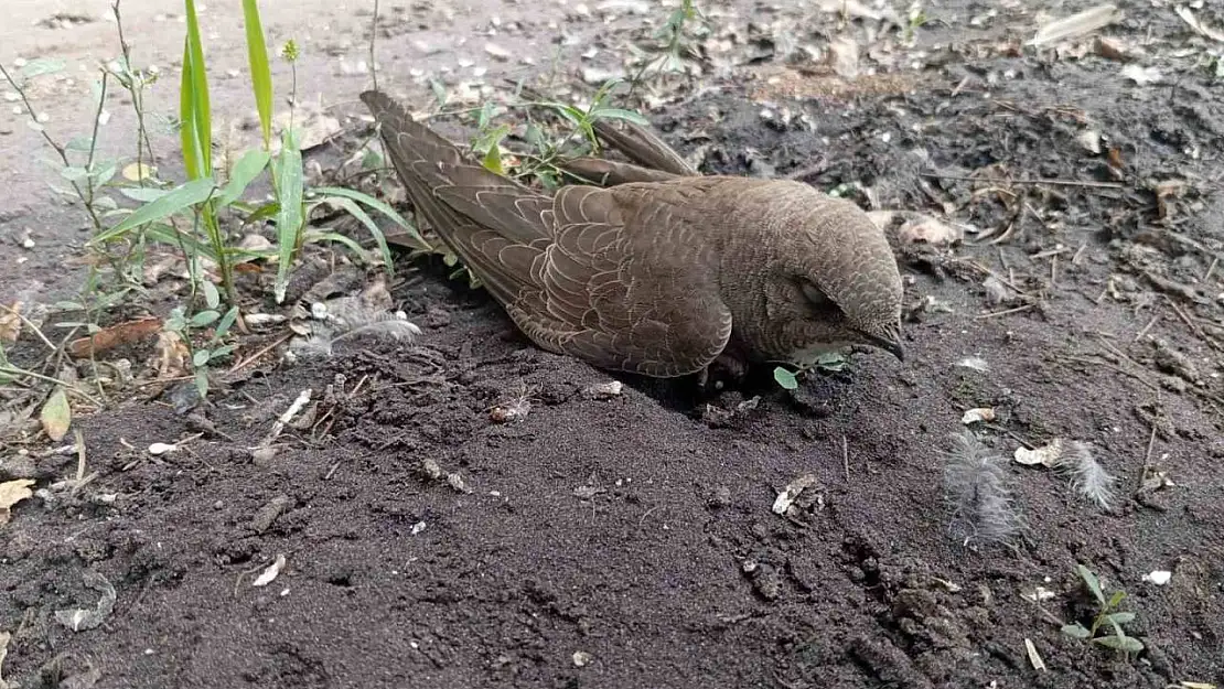 Bitkin halde bulduğu ebabil kuşunu besleyip, doğa koruma ekiplerine teslim etti