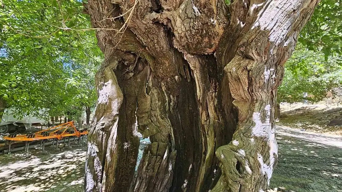 Elazığ'da dut ağaçları zamana direniyor
