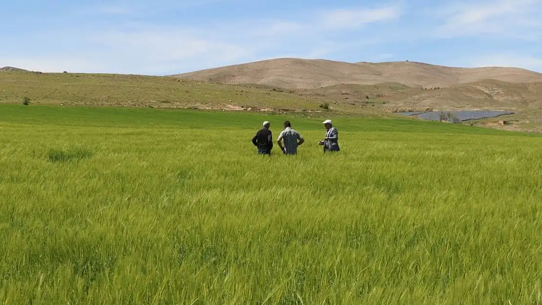 Elazığ'da süne sürvey çalışmaları başladı