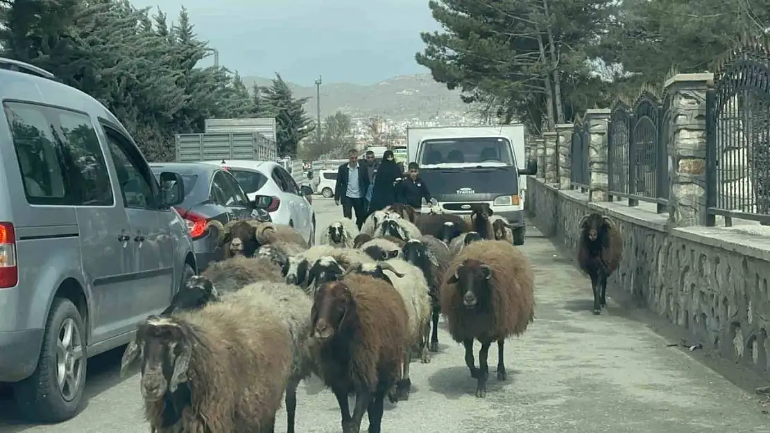 Elazığ'da trafikte sürpriz konuk: Koyun sürüsü şehir merkezinde yol kesti