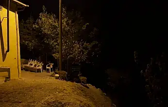 Dağ keçileri evlerin arasında yiyecek ararken görüntülendi