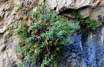 Malatya'ya özgü endemik bitki, sarı kantarondan daha etkili bulundu