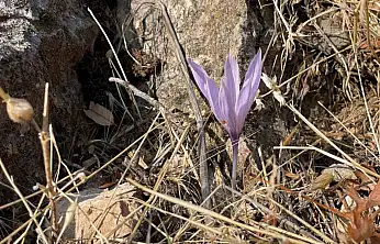 Ölbe Vadisi'nde sonbaharda nadir çiğdemler görüntülendi