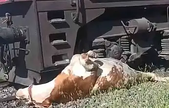 Raylar Üzerinde 'İnek' seferberliği..