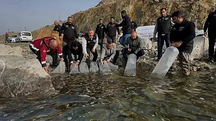 Karakaya Baraj Gölü'ne 420 bin yavru balık bırakıldı