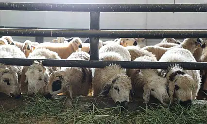Devletten aldığı destekle küçükbaş hayvan çiftliği açtı