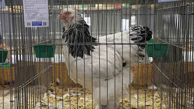 Doğu ve Güneydoğu'nun en güzel horoz ve tavukları belli oldu