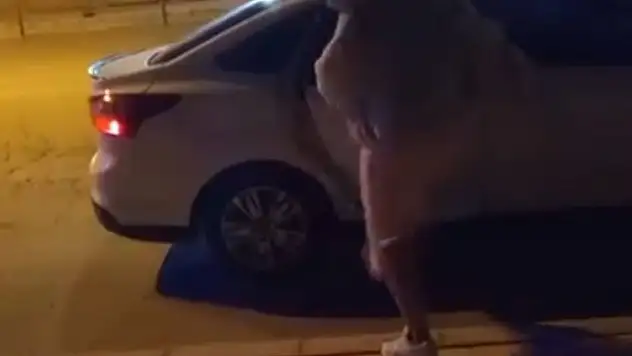 Elazığ'da bir kadın, tartıştığı şahsın arabasına saldırdı