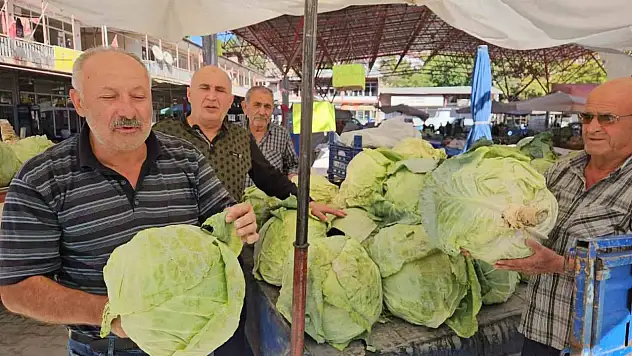 Malatya'da Gökyar lahanasında hasat zamanı