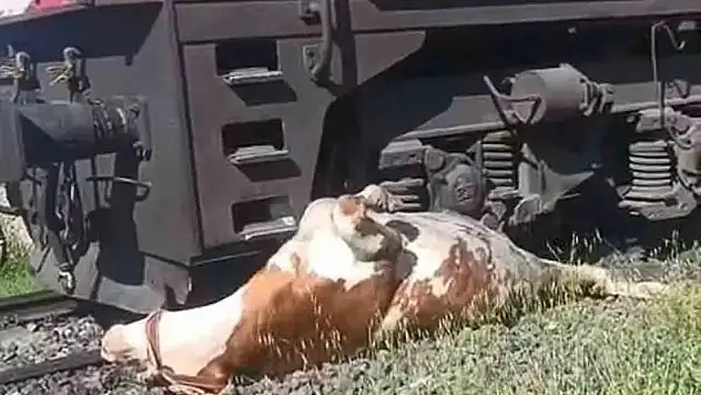 Raylar Üzerinde 'İnek' seferberliği..
