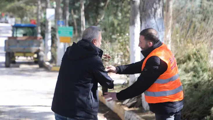 Elazığ Belediyesi'nden Vatandaşlara Ücretsiz Çam Fidanı