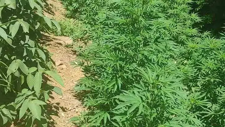 Bingöl'de 17 bin kök kenevir ele geçirildi