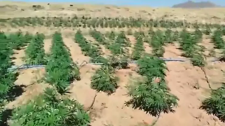 Bingöl'de 23 bin kök kenevir bitkisi ele geçirildi