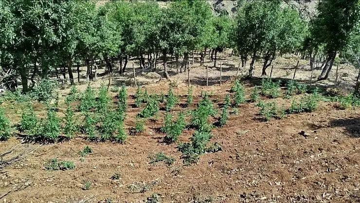 Bingöl'de 8 bin kök kenevir bitkisi ele geçirildi