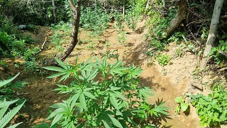 Bingöl'de bin 696 kök kenevir bitkisi ele geçirildi