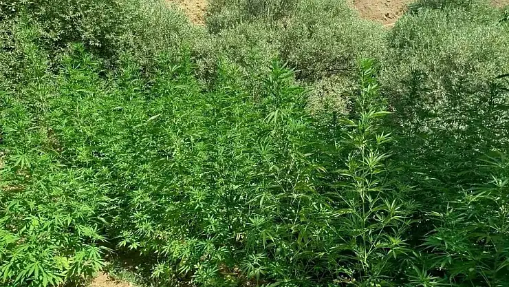 Bingöl'de uyuşturucuyla mücadele