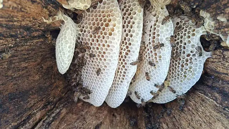 Bingöl yaylalarında organik 'kütük balı' hasadı başladı