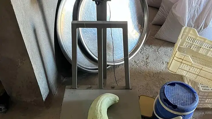 Elazığ'da 4,5 kiloluk dev acur hayrete düşürdü