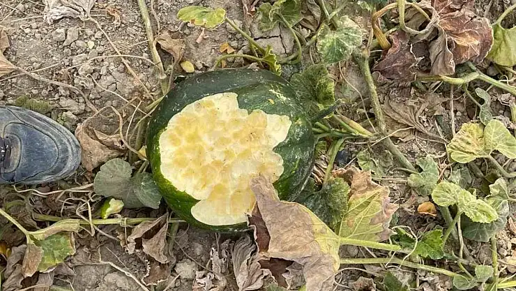 Elazığ'da bahçeler domuzlarının istilasına uğradı