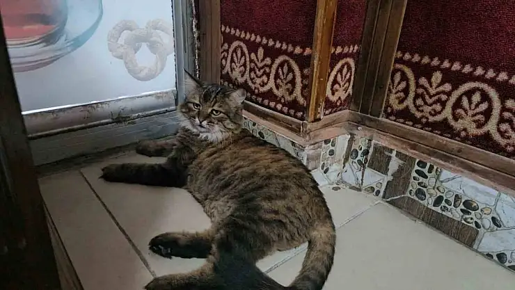 Elazığ'da çay ocağını 4 yıldır mesken tutan 'Bıdık',  mahallenin maskotu oldu