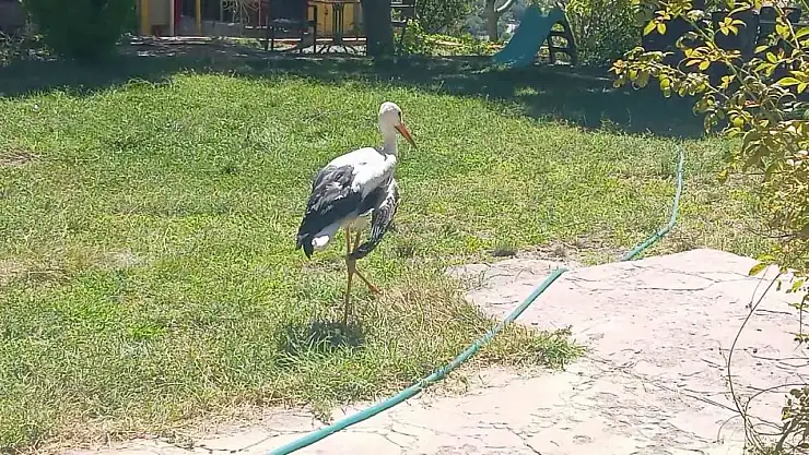 Elazığ'da kanadı kırık leylek koruma altına alındı
