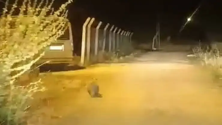 Elazığ'da kırmızı listede bulunan porsuk görüldü