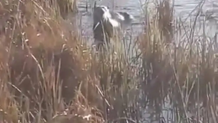 Elazığ'da koruma altındaki su samuru görüntülendi