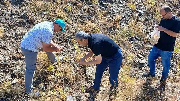 Elazığ'da maden çayı tohumu toplama çalışması