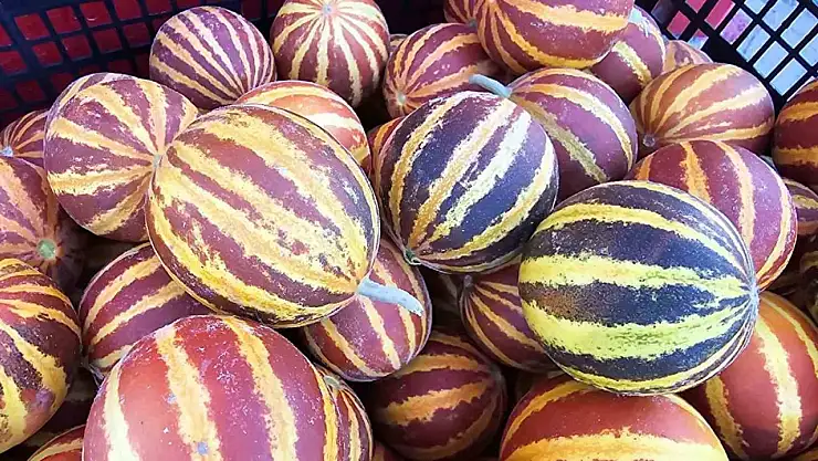 Elazığ'da şamama kavunu tezgahlarda