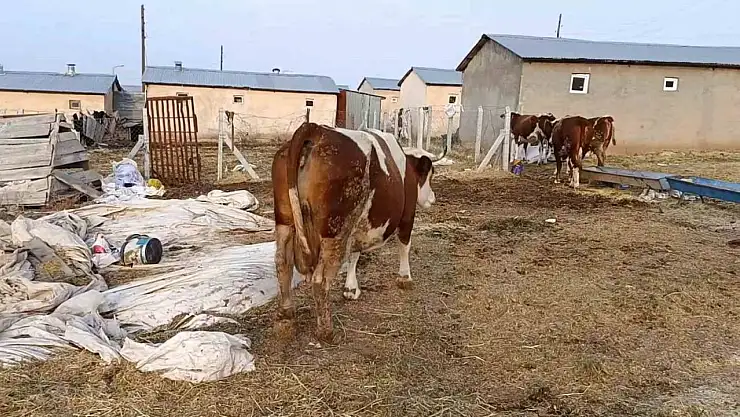 Elazığ'da şap hastalığı ve ölümler üreticiyi zorluyor