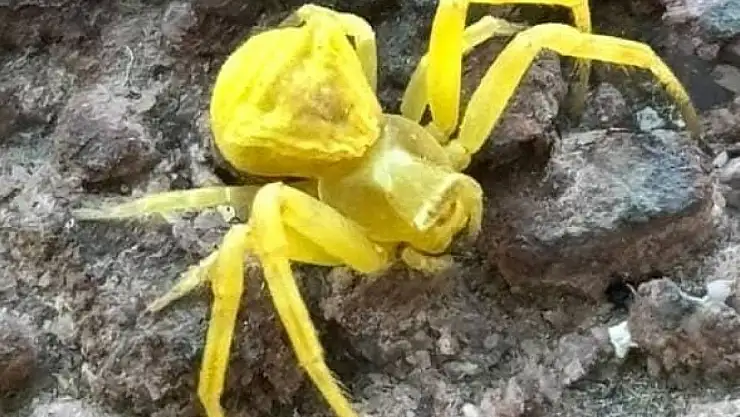 Elazığ'da Sarı Yengeç örümceği görüldü