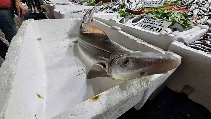 Elazığ'da satışa çıkarılan köpek balığı ilgi odağı oldu