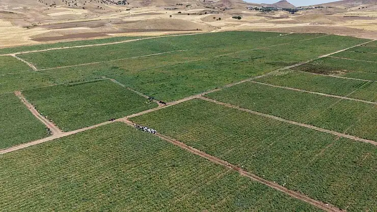 İki bin dönüme domates eken üretici: 'Dışarıda 25 liraya alacağınıza tarladan 8 liraya alın'