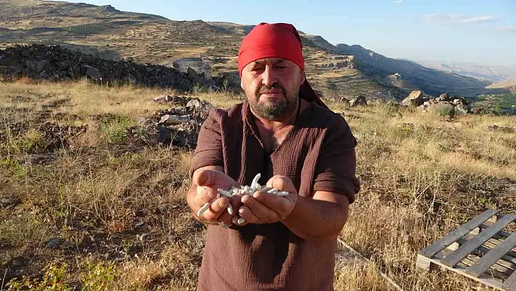 Kendiliğinden yetişiyor, kilosu 10 bin TL'ye satılıyor