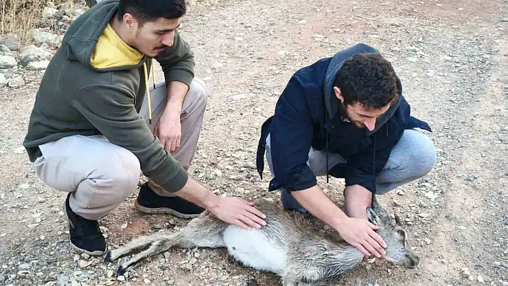 Köpeklerin saldırdığı yavru dağ keçisini 3 kilometre sırtında taşıdılar