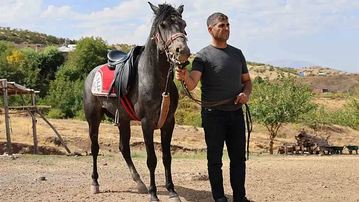 Rahvan atların yolculuğu: Orta Asya'dan Osmanlı'ya, bugün Palu'da