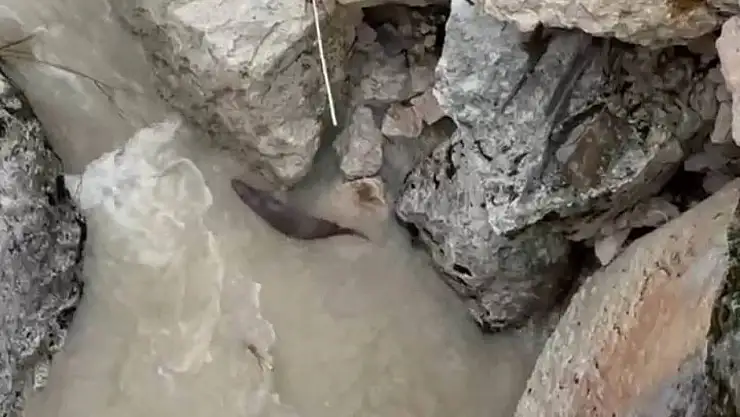 Tağar Çayında su samurları görüntülendi