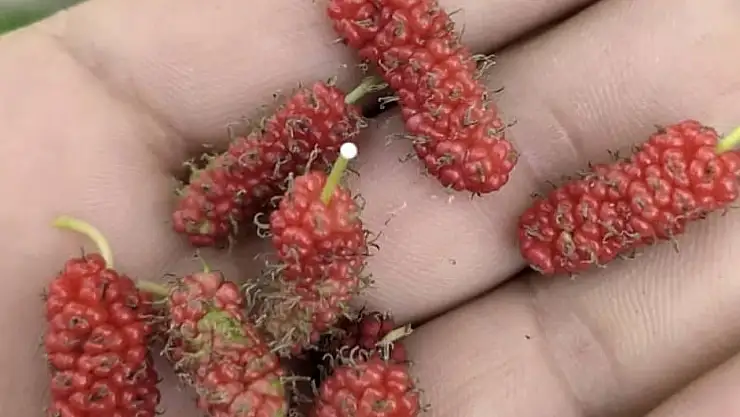 Tunceli'de dut ağacı mevsimi şaşırdı, ikinci kez meyve verdi