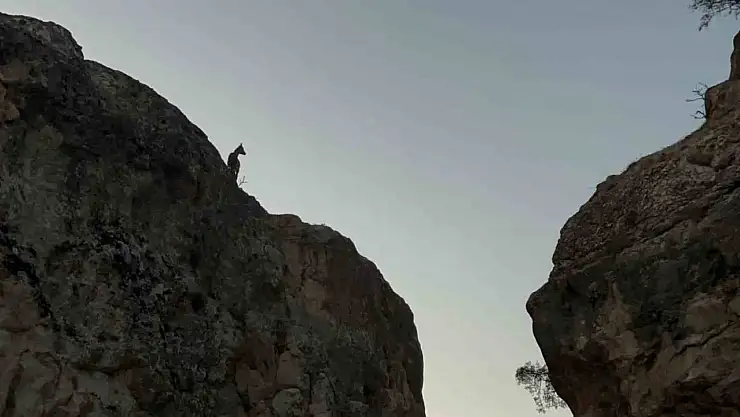 Tunceli'de koruma altındaki dağ keçileri görüntülendi