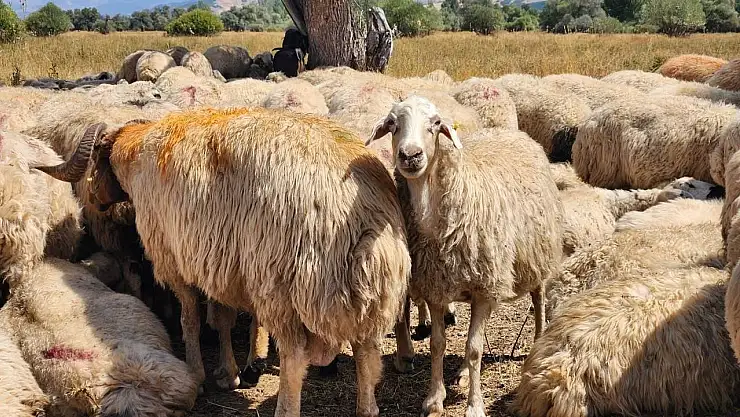 Tunceli'de şap hastalığı nedeniyle uygulanan hayvan hareket kısıtlamaları kaldırıldı