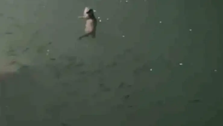 Tunceli'de su samuru görüntülendi