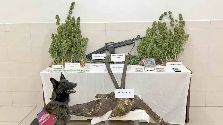 Tunceli'de uyuşturucu operasyonu