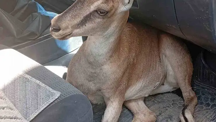 Yaralı yavru dağ keçisi tedavi altına alındı