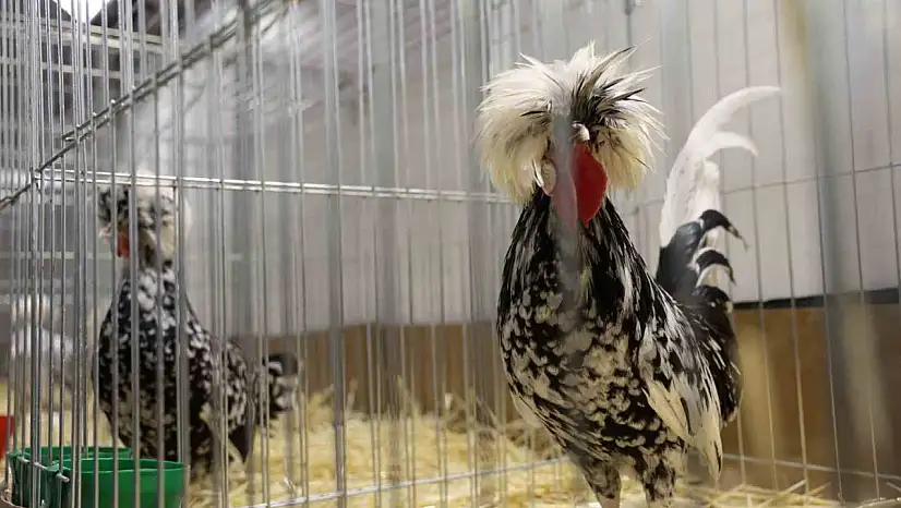 Doğu ve Güneydoğu'nun en renkli süs tavukları Elazığ'da buluştu