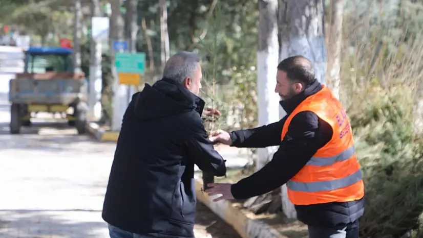 Elazığ Belediyesi'nden Vatandaşlara Ücretsiz Çam Fidanı