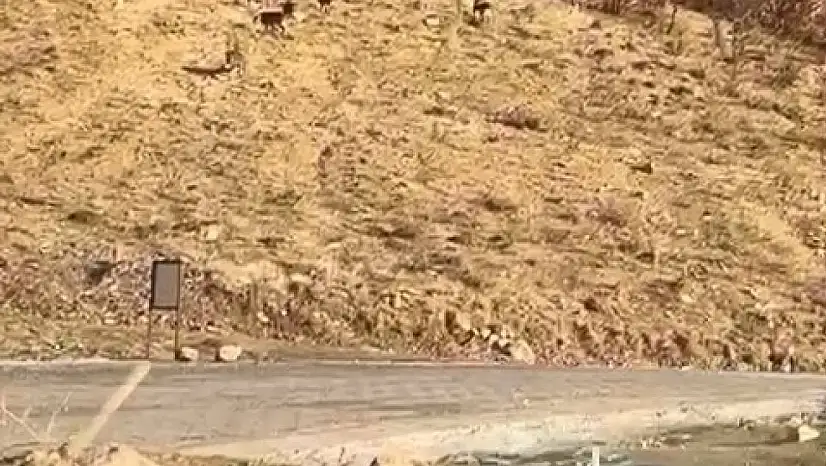 Elazığ'da nesli tükenme tehdidi altında olan dağ keçileri görüldü