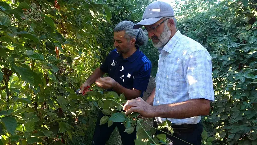 Malatya'da bitkisel üretim çeşitliliğinde üzümsü meyvelerin üretimi yaygınlaşıyor