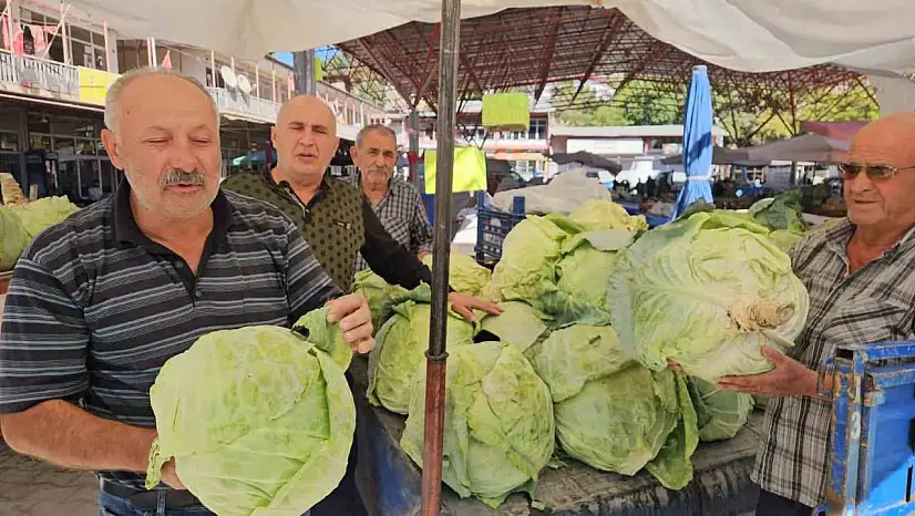 Malatya'da Gökyar lahanasında hasat zamanı
