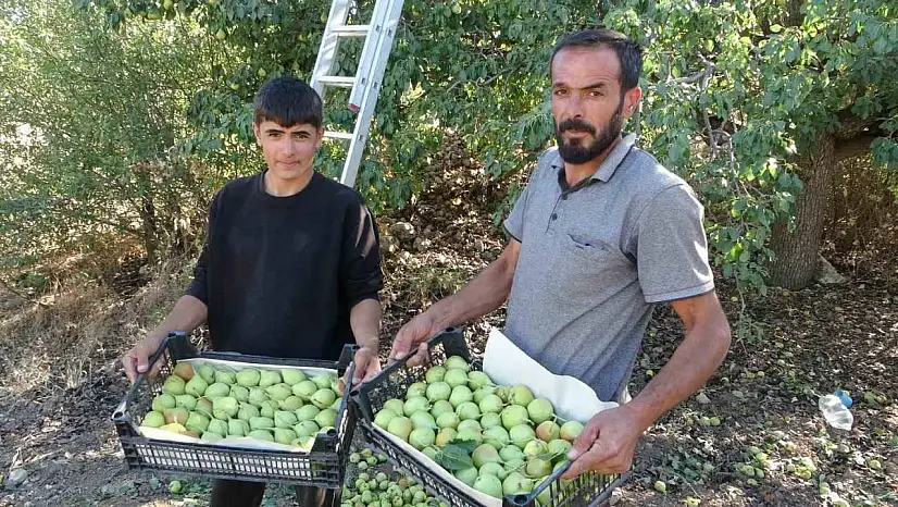 Malatya'da tescilli Akçadağ armudu hasadı başladı: Kilosu 70 TL'den alıcı buluyor